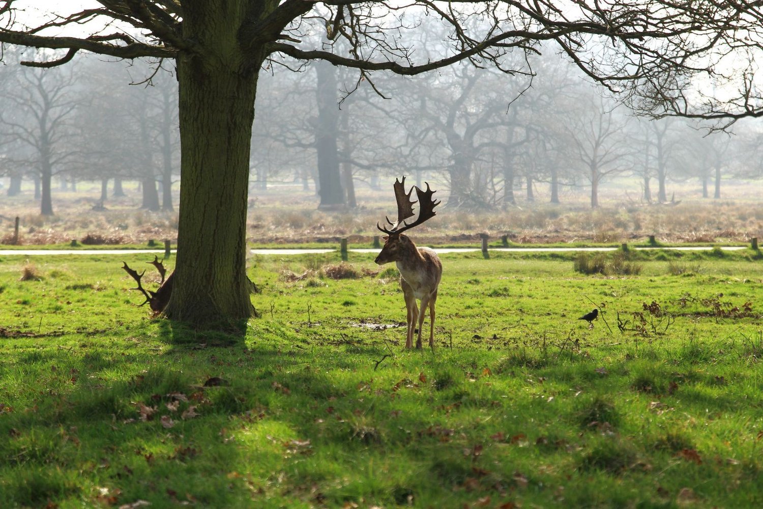 best-time-to-see-deer-in-richmond-park